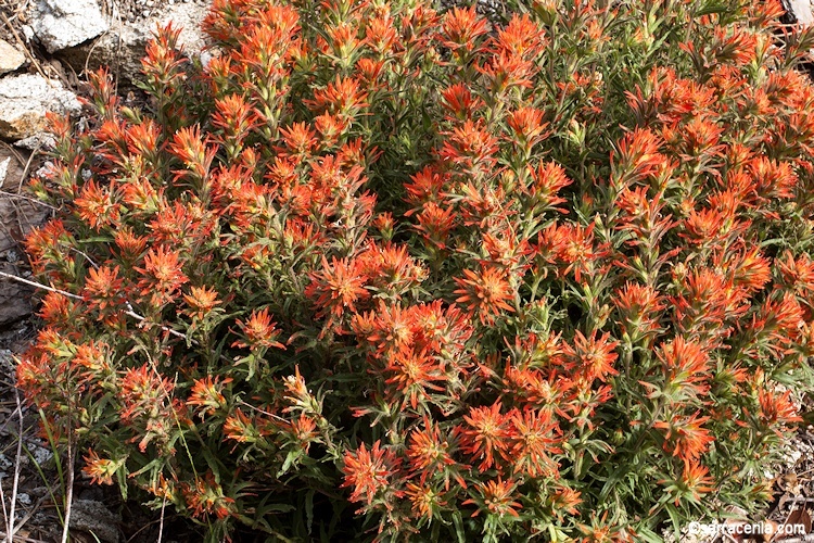 Image of wavyleaf Indian paintbrush