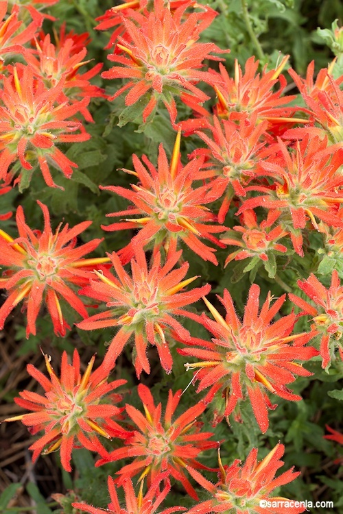 Image of wavyleaf Indian paintbrush