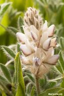 Image of Brewer's Lupine