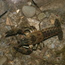 Image of spiny-cheek crayfish