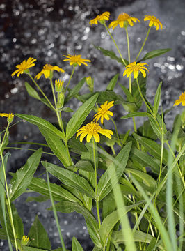 Image of Arnica lanceolata subsp. prima (Maguire) Strother & S. J. Wolf