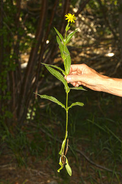 Image of Arnica lanceolata subsp. prima (Maguire) Strother & S. J. Wolf