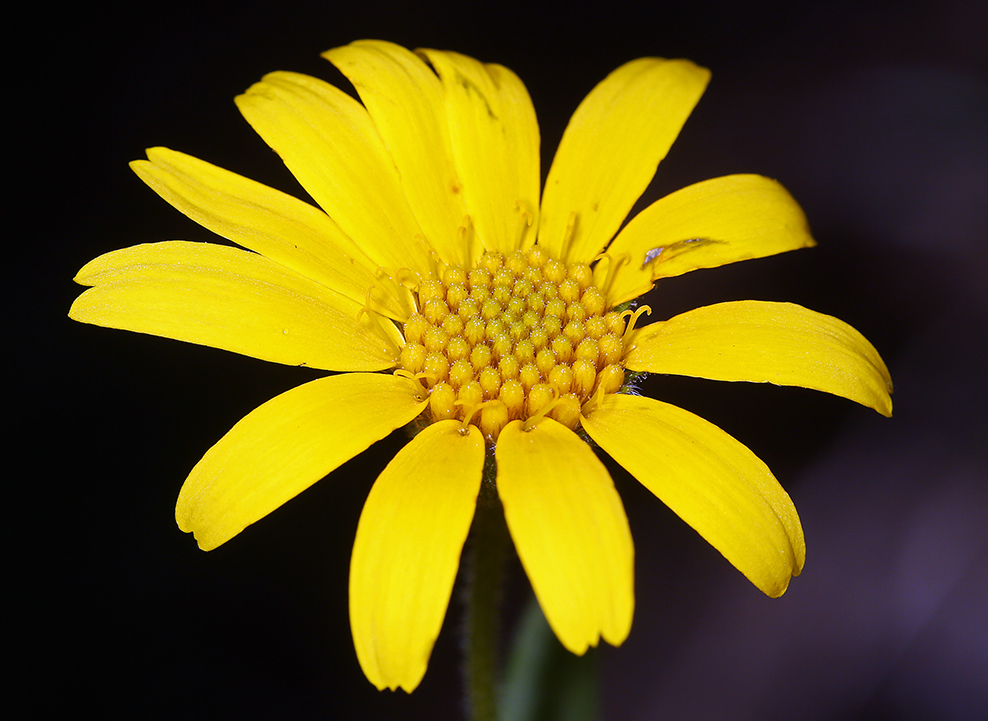 Imagem de Arnica lanceolata subsp. prima (Maguire) Strother & S. J. Wolf