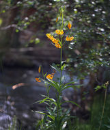 Image de Lilium kelleyanum Lemmon