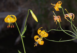 Image de Lilium kelleyanum Lemmon