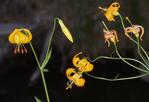 Image of Kelley's lily