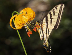 Lilium kelleyanum Lemmon resmi