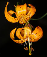 Image de Lilium kelleyanum Lemmon