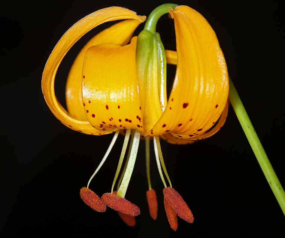 Image de Lilium kelleyanum Lemmon