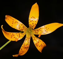 Image de Lilium kelleyanum Lemmon