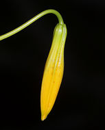 Image de Lilium kelleyanum Lemmon