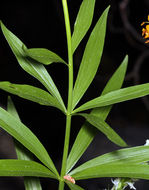 Image de Lilium kelleyanum Lemmon