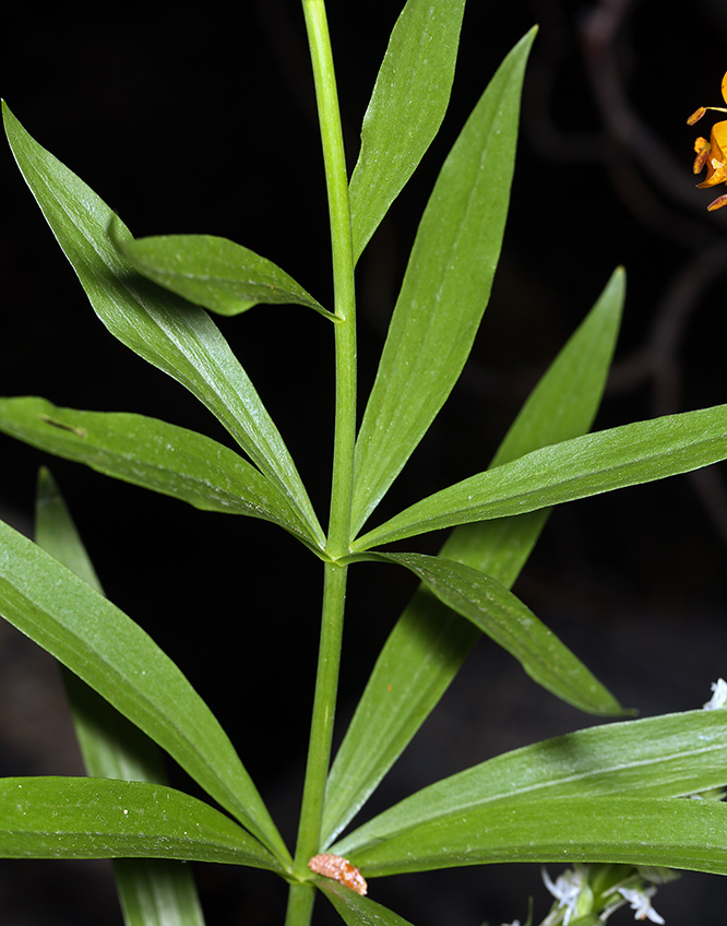 Image de Lilium kelleyanum Lemmon