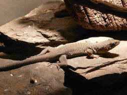 Image of Jayakar Lizard