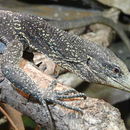 Image of Golden Speckled Tree Monitor