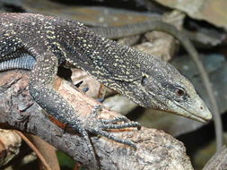 Image of Golden Speckled Tree Monitor