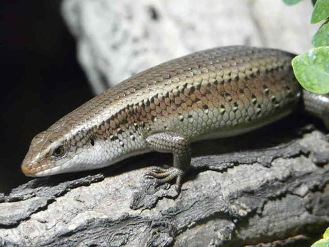 Image of Common Sun Skink