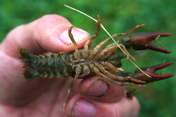 Image of Broad-clawed Crayfish