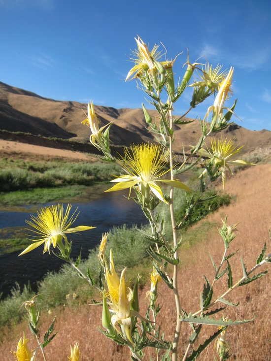 Image of giant blazing star