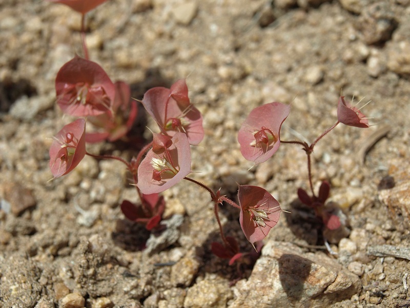 Слика од Oxytheca perfoliata Torrey & A. Gray