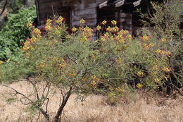 Image of bird-of-paradise shrub