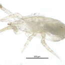 Image of Typhlodromips