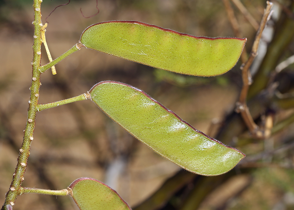 Image of bird-of-paradise shrub