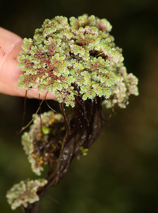 صورة Azolla filiculoides Lam.