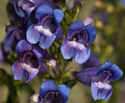 Image of smooth penstemon