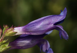 Image of smooth penstemon