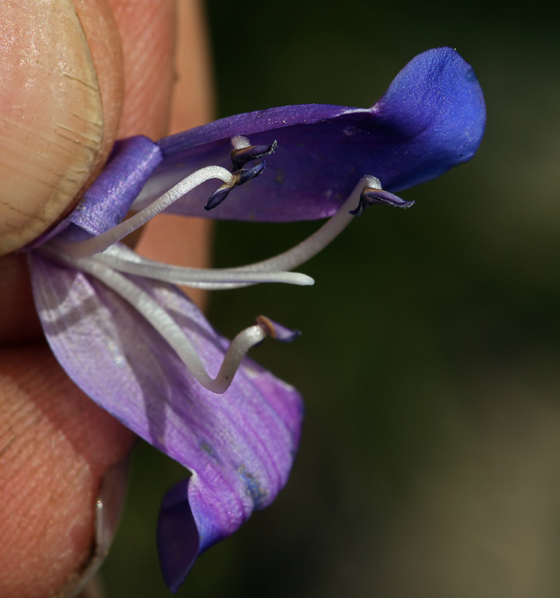 Sivun Penstemon subglaber Rydberg kuva