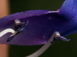 Image of smooth penstemon