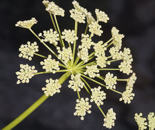 Image of Angelica lineariloba A. Gray