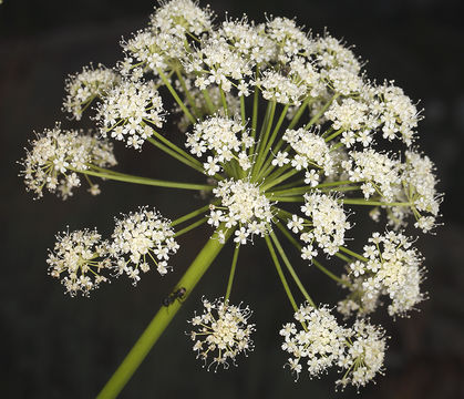Image of poison angelica