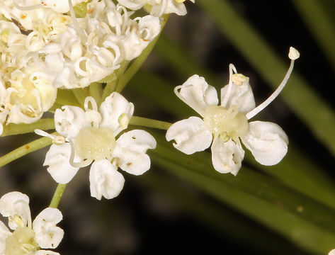 Image of poison angelica