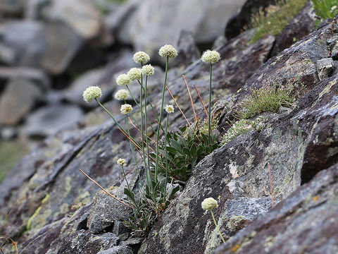 Image of Inyo buckwheat