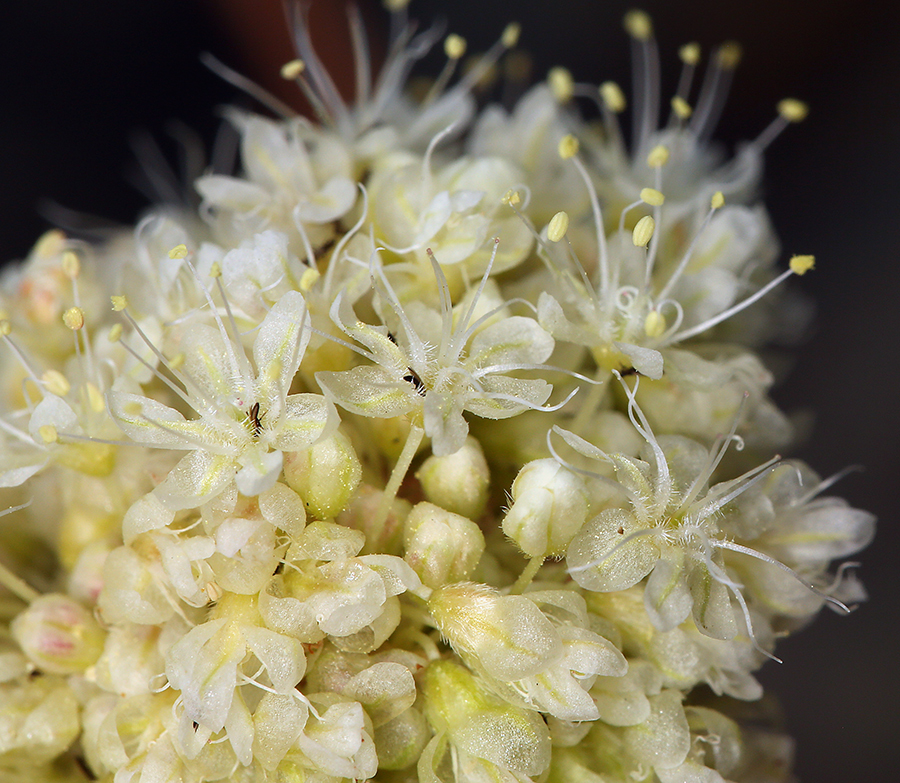 Image of Inyo buckwheat