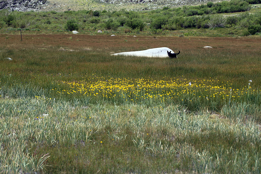 Image of Chamisso arnica