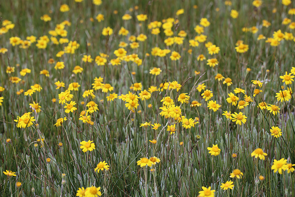 Arnica chamissonis Less. resmi