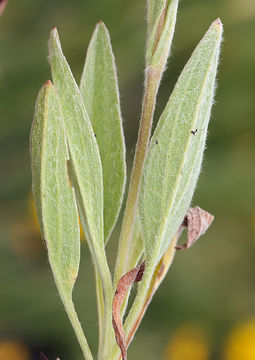 Слика од Arnica chamissonis Less.