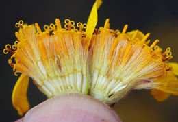 Image of Chamisso arnica