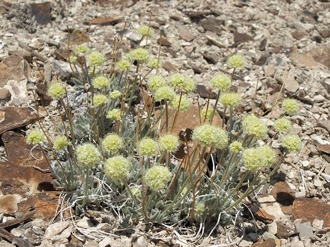 Image of Tiehm's buckwheat