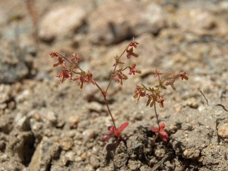 Centrostegia thurberi A. Gray ex Benth.的圖片