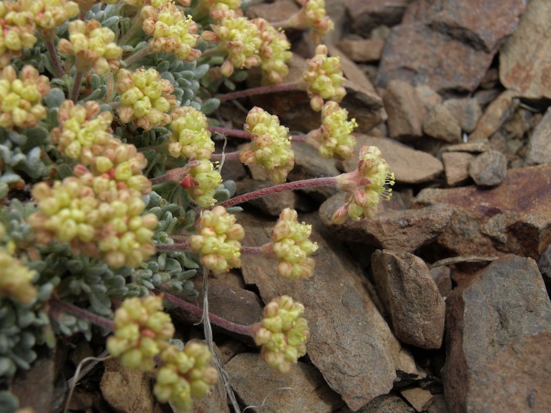 Imagem de Eriogonum caespitosum Nutt.