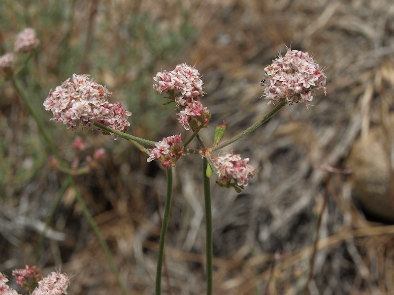 Image of Eastern Mojave buckwheat