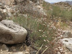 Image of Eastern Mojave buckwheat