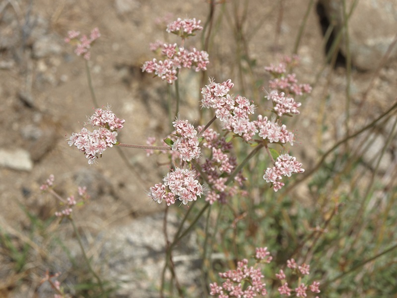 Image of Eastern Mojave buckwheat