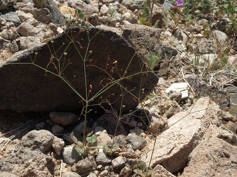 Imagem de Eriogonum trichopes Torr.