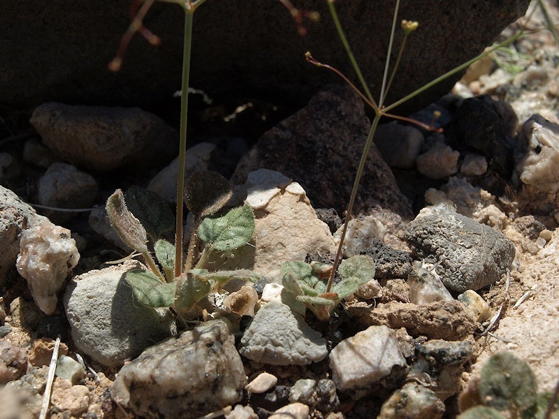 Imagem de Eriogonum trichopes Torr.