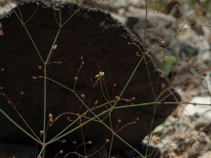 Imagem de Eriogonum trichopes Torr.